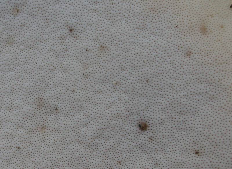 Escursione autunnale in Corsica - 3